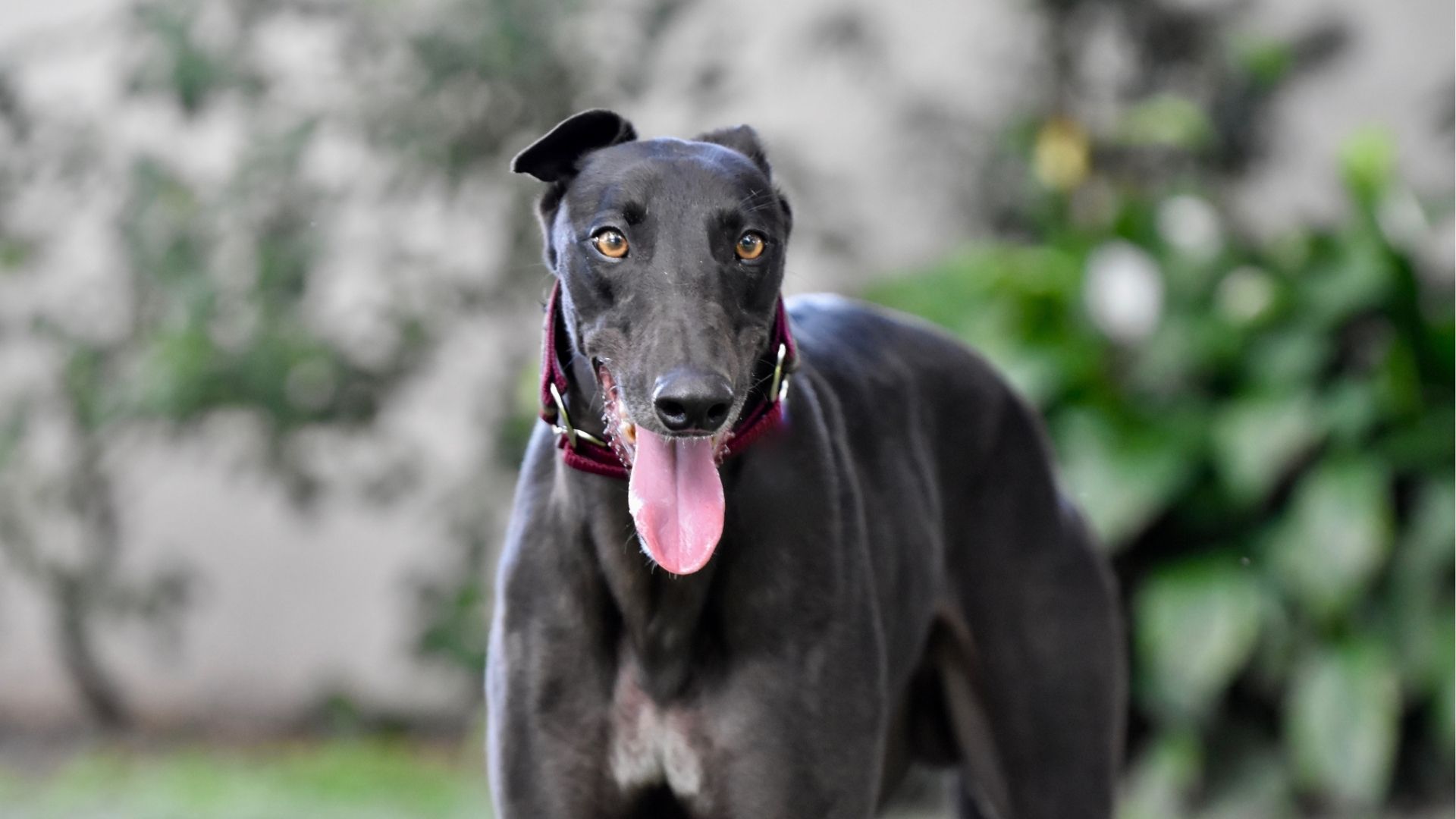 Training, Fachberatung mit Sighthound-Coach für Windhunde und Podencos