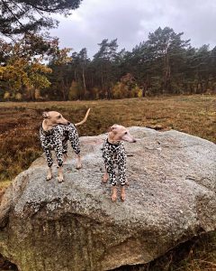The world is complicated – let’s make connection simple. Dein Leben in der Windhund-Zeitzone beginnt hier. Keine Dressur. Keine Leckerli-Schlacht. Sondern echte Verbindung.